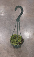 6" String of Pearls Green